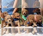 Small #50 Goldendoodle