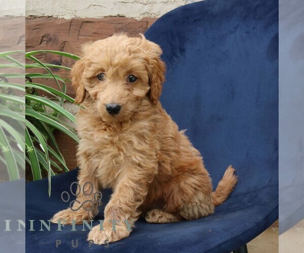 Medium Photo #2 Goldendoodle (Miniature) Puppy For Sale in NARVON, PA, USA