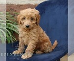 Small #1 Goldendoodle (Miniature)