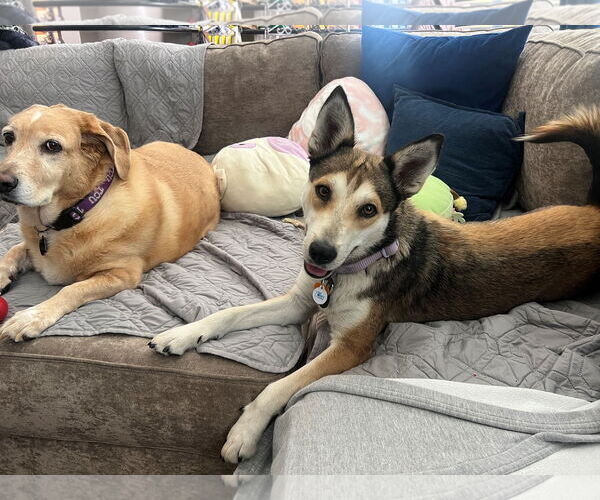 Medium Photo #4 Siberian Husky-Unknown Mix Puppy For Sale in HOUSTON, TX, USA