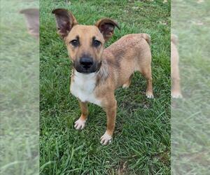 Labrador Retriever-Unknown Mix Dogs for adoption in Conroe, TX, USA