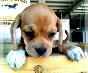 Puggle Puppy for sale in CADIZ, KY, USA