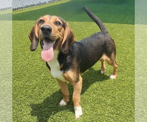Bagle Hound Dogs for adoption in Batavia, OH, USA