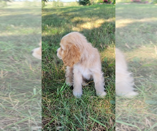 Medium Photo #3 Cocker Spaniel Puppy For Sale in WITHEE, WI, USA