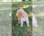 Small #2 Cocker Spaniel