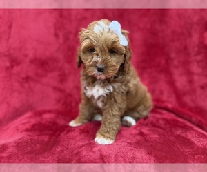 Cock-A-Poo Puppy for sale in LAKELAND, FL, USA