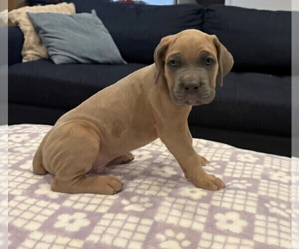 Medium Photo #3 Cane Corso Puppy For Sale in YUCCA VALLEY, CA, USA
