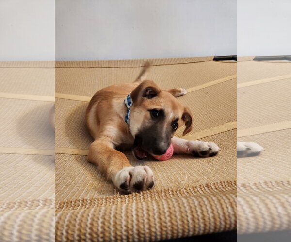 Medium Photo #1 Labrador Retriever-Unknown Mix Puppy For Sale in New London, WI, USA