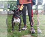 Small #17 American Pit Bull Terrier Mix