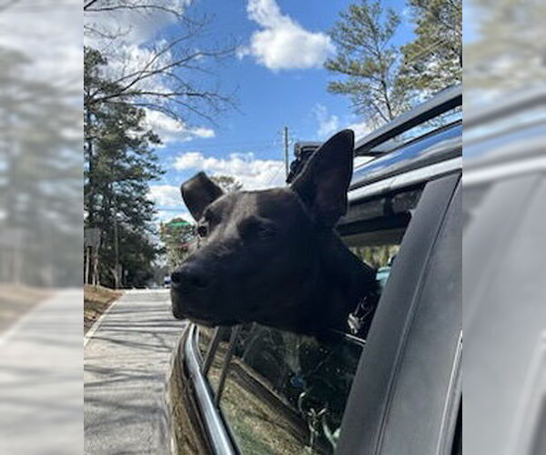 Medium Photo #14 Mutt Puppy For Sale in Rockaway, NJ, USA