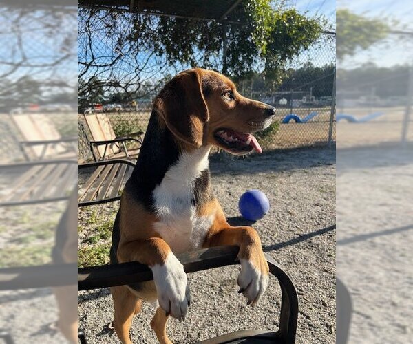 Medium Photo #2 Beagle-English Foxhound Mix Puppy For Sale in Norfolk, VA, USA