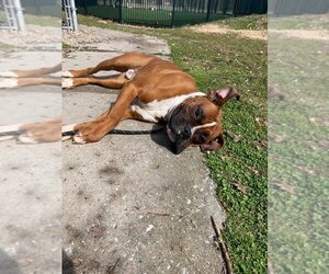 Tyson - ADOPTION PENDING!! - Male Boxer Dog for Adoption - Photo #18