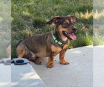Small #4 Dachshund Mix