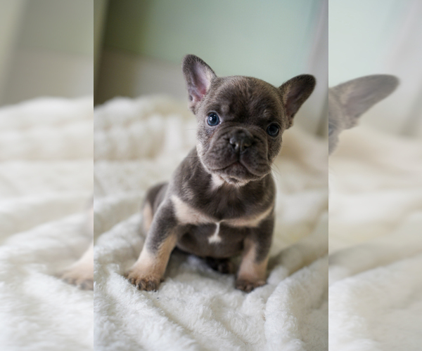 Medium Photo #3 French Bulldog Puppy For Sale in MIAMI BEACH, FL, USA