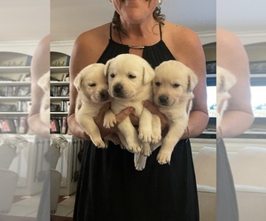 Labrador Retriever Puppy for sale in LOUISBURG, NC, USA