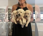 Image preview for Ad Listing. Nickname: Litter of 10