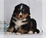 Small Photo #3 Bernese Mountain Dog Puppy For Sale in MILLERSTOWN, PA, USA