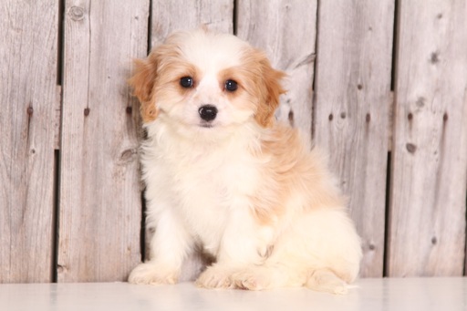 View Ad: Cavachon Puppy for Sale near Ohio, MOUNT VERNON ...