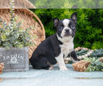 Small Photo #9 Boston Terrier Puppy For Sale in HARLAN, IN, USA