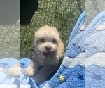 Small Photo #13 Shih-Poo Puppy For Sale in SAN DIEGO, CA, USA