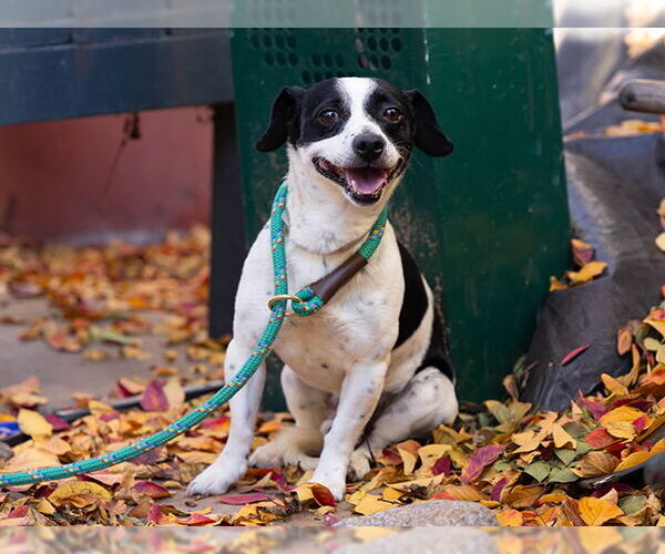 Medium Photo #2 Mutt Puppy For Sale in Pasadena, CA, USA