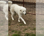 Small #1 Great Pyrenees