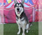 Small #1 German Shepherd Dog-Siberian Husky Mix