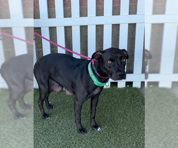 Medium Photo #1 Mutt Puppy For Sale in Modesto, CA, USA