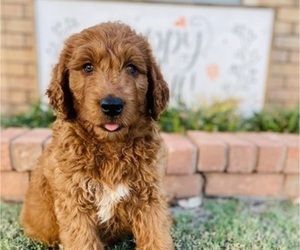 Goldendoodle Puppy for sale in OLNEY, TX, USA