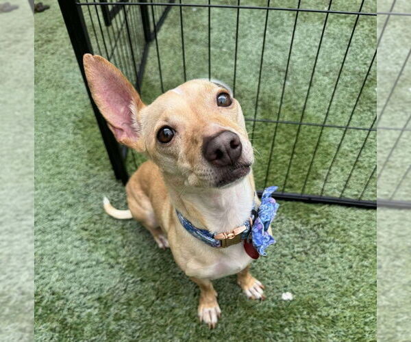 Medium Photo #1 Chihuahua-Unknown Mix Puppy For Sale in Tempe , AZ, USA