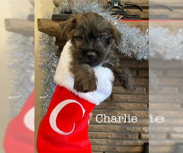 Medium Photo #1 Cairn Terrier-Unknown Mix Puppy For Sale in Springdale, PA, USA