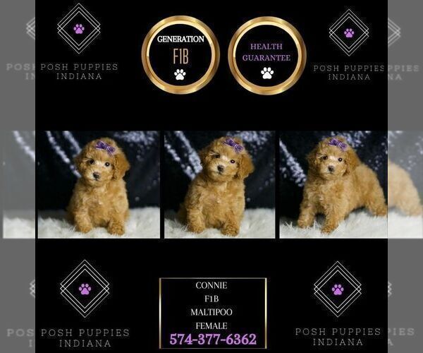 Medium Photo #8 Maltipoo (Miniature) Puppy For Sale in WARSAW, IN, USA
