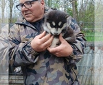 Puppy Puppy 1 Buddy Alaskan Malamute