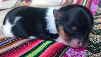 Biewer Terrier Puppy for sale in CORALVILLE, IA, USA