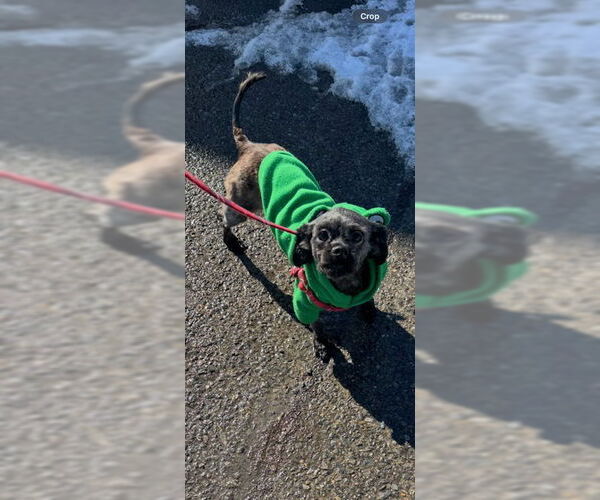 Medium Photo #3 Shih Tzu Puppy For Sale in Gloversville, NY, USA