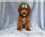 Small #3 Cockapoo (Miniature)