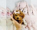 Small #23 Poodle (Toy)