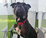 Small #6 American Pit Bull Terrier Mix