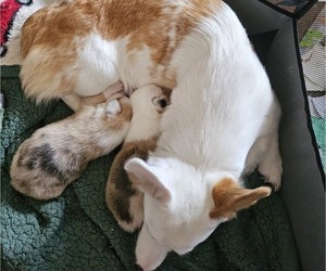 Mother of the American Corgi puppies born on 02/17/2024