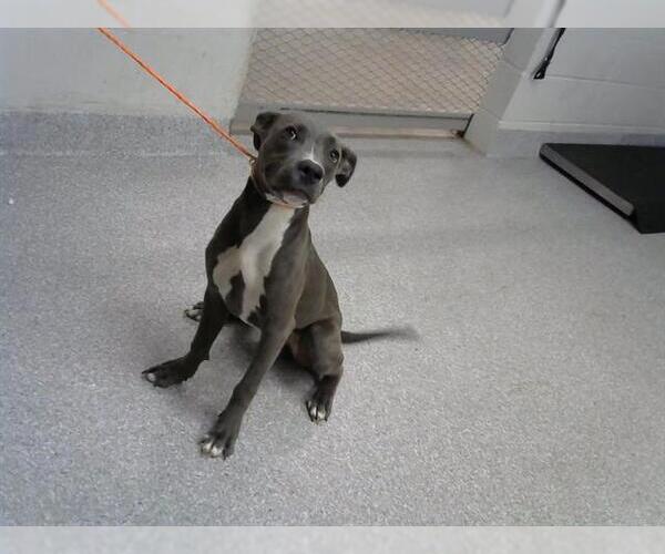 Medium Photo #1 American Pit Bull Terrier-Unknown Mix Puppy For Sale in Pasadena, TX, USA