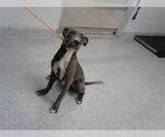 Small American Pit Bull Terrier Mix