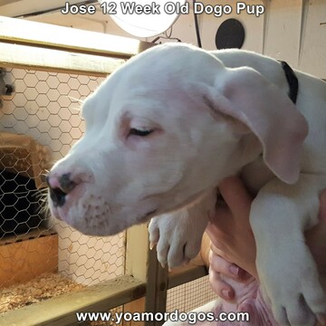 Medium Photo #63 Dogo Argentino Puppy For Sale in PINEVILLE, MO, USA