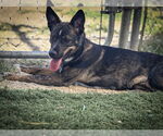 Small #4 German Shepherd Dog Mix