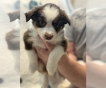 Small #4 Australian Shepherd