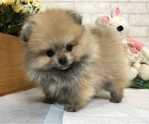 Medium Photo #6 Pomeranian Puppy For Sale in CHICAGO, IL, USA