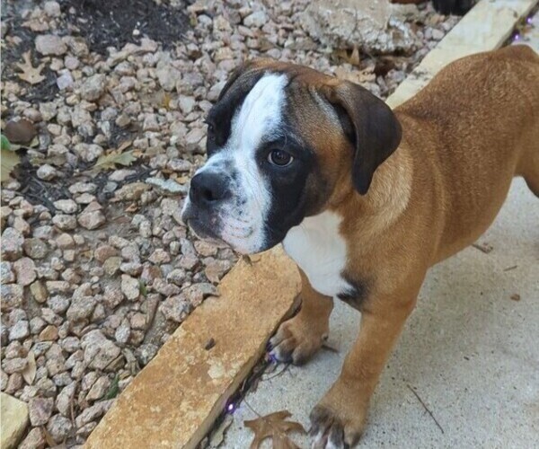 Medium Photo #1 Olde English Bulldogge Puppy For Sale in AUSTIN, TX, USA