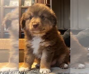 Miniature Australian Shepherd Puppy for sale in ESCALON, CA, USA