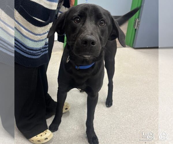 Medium Photo #1 Retriever -Unknown Mix Puppy For Sale in Washington, DC, USA