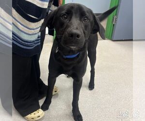 Retriever -Unknown Mix Dogs for adoption in Washington, DC, USA