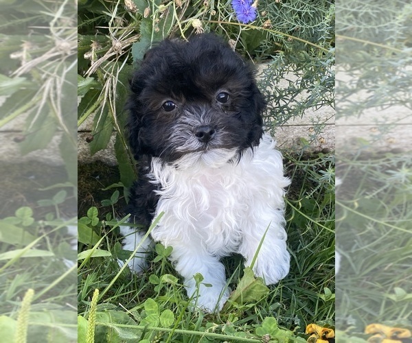 Medium Photo #6 Havanese Puppy For Sale in CANOGA, NY, USA